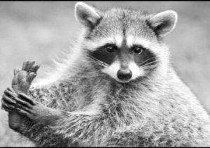 enot.jpg (2335 просмотров) <a class='original' href='./download/file.php?id=139017&mode=view' target=_blank>Загрузить оригинал (66.12 КБ)</a>