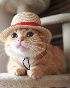 вава.jpg (3239 просмотров) <a class='original' href='./download/file.php?id=139687&mode=view' target=_blank>Загрузить оригинал (62.4 КБ)</a>