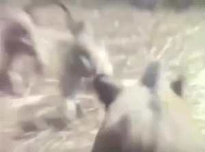 21-50-01-doc33730248_466212420.gif (3420 просмотров) <a class='original' href='./download/file.php?id=141303&mode=view' target=_blank>Загрузить оригинал (15.51 МБ)</a>