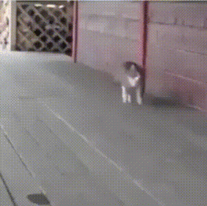 01-46-23-doc235783805_467313886.gif (3205 просмотров) <a class='original' href='./download/file.php?id=141370&mode=view' target=_blank>Загрузить оригинал (4.34 МБ)</a>