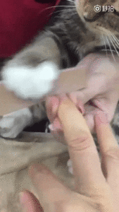 котейка-гиф-4560327.gif (3522 просмотра) <a class='original' href='./download/file.php?id=142049&mode=view' target=_blank>Загрузить оригинал (7.99 МБ)</a>