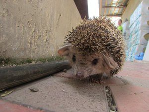 IMG_0112 (Копировать).JPG (3742 просмотра) <a class='original' href='./download/file.php?id=142234&mode=view' target=_blank>Загрузить оригинал (345.43 КБ)</a>