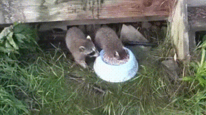 00-43-17-777.gif (3058 просмотров) <a class='original' href='./download/file.php?id=142269&mode=view' target=_blank>Загрузить оригинал (12.57 МБ)</a>