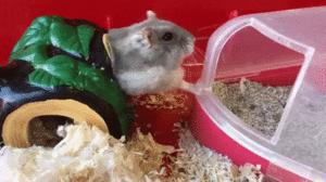 06-30-39-5b40ce4a8fca3_5b40ce8fbe4b1.gif (2808 просмотров) <a class='original' href='./download/file.php?id=142654&mode=view' target=_blank>Загрузить оригинал (5.96 МБ)</a>