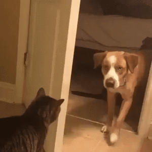 гифки-котэ-собакен-4585424.gif (4368 просмотров) <a class='original' href='./download/file.php?id=142842&mode=view' target=_blank>Загрузить оригинал (5.29 МБ)</a>