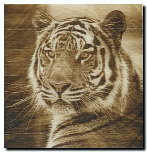 тигр.jpg (3427 просмотров) <a class='original' href='./download/file.php?id=142942&mode=view' target=_blank>Загрузить оригинал (36.44 КБ)</a>