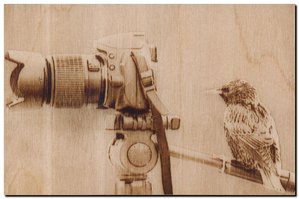 дрозд.jpg (3321 просмотр) <a class='original' href='./download/file.php?id=143108&mode=view' target=_blank>Загрузить оригинал (447.51 КБ)</a>