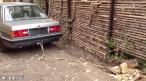 ezgif_com-add-text_3.gif (2242 просмотра) <a class='original' href='./download/file.php?id=143719&mode=view' target=_blank>Загрузить оригинал (10.72 МБ)</a>