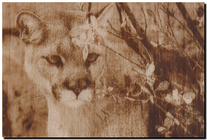 пума кугуар.png (2180 просмотров) <a class='original' href='./download/file.php?id=143868&mode=view' target=_blank>Загрузить оригинал (361.95 КБ)</a>