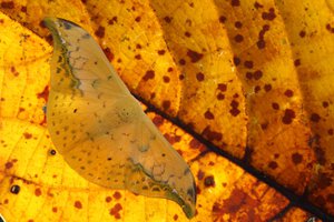 010A1393.JPG (9072 просмотра) <a class='original' href='./download/file.php?id=145145&mode=view' target=_blank>Загрузить оригинал (310.97 КБ)</a>