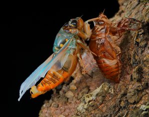 010A1723.JPG (9072 просмотра) <a class='original' href='./download/file.php?id=145146&mode=view' target=_blank>Загрузить оригинал (773.94 КБ)</a>