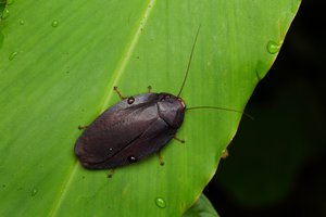 010A3757.JPG (9072 просмотра) <a class='original' href='./download/file.php?id=145147&mode=view' target=_blank>Загрузить оригинал (235.72 КБ)</a>