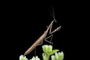 010A6591.jpg (9072 просмотра) <a class='original' href='./download/file.php?id=145149&mode=view' target=_blank>Загрузить оригинал (66.06 КБ)</a>