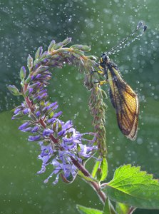 010A7392.JPG (9072 просмотра) <a class='original' href='./download/file.php?id=145150&mode=view' target=_blank>Загрузить оригинал (318.15 КБ)</a>