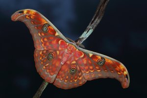 00003240.JPG (9072 просмотра) <a class='original' href='./download/file.php?id=145152&mode=view' target=_blank>Загрузить оригинал (198.14 КБ)</a>