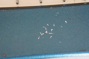 DSC00743.JPG (3040 просмотров) <a class='original' href='./download/file.php?id=145613&mode=view' target=_blank>Загрузить оригинал (5.22 МБ)</a>