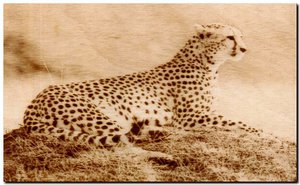 гепард.jpg (77470 просмотров) <a class='original' href='./download/file.php?id=147336&mode=view' target=_blank>Загрузить оригинал (81.18 КБ)</a>