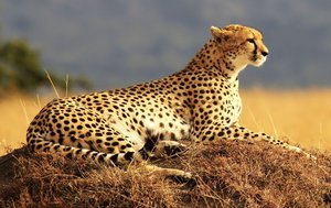 Гепард-фото1.jpg (77470 просмотров) <a class='original' href='./download/file.php?id=147337&mode=view' target=_blank>Загрузить оригинал (152.62 КБ)</a>