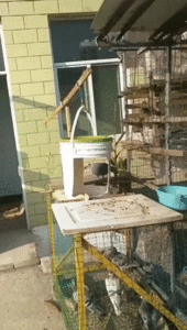 1539456749191587086.gif (4047 просмотров) <a class='original' href='./download/file.php?id=148317&mode=view' target=_blank>Загрузить оригинал (7.9 МБ)</a>