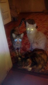 IMG-20181204-WA0003.jpg (3029 просмотров) <a class='original' href='./download/file.php?id=152198&mode=view' target=_blank>Загрузить оригинал (34.11 КБ)</a>