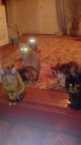 IMG-20181204-WA0004.jpg (3029 просмотров) <a class='original' href='./download/file.php?id=152199&mode=view' target=_blank>Загрузить оригинал (39.78 КБ)</a>