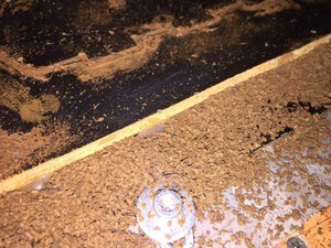 48356887_1869764956480378_3331637385984212992_n.jpg (1664 просмотра) <a class='original' href='./download/file.php?id=152788&mode=view' target=_blank>Загрузить оригинал (113.18 КБ)</a>