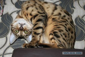 288.jpg (3884 просмотра) <a class='original' href='./download/file.php?id=154713&mode=view' target=_blank>Загрузить оригинал (74.87 КБ)</a>