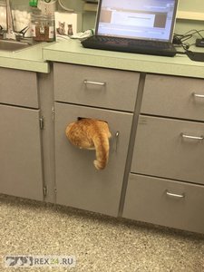 5c205d6f5e6a7.jpg (3331 просмотр) <a class='original' href='./download/file.php?id=158951&mode=view' target=_blank>Загрузить оригинал (117.62 КБ)</a>