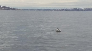 IMG_20190511_115357.jpg (2818 просмотров) <a class='original' href='./download/file.php?id=163940&mode=view' target=_blank>Загрузить оригинал (204.2 КБ)</a>