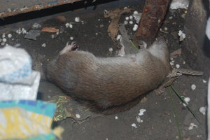 DSC_4146.JPG (2446 просмотров) <a class='original' href='./download/file.php?id=16445&mode=view' target=_blank>Загрузить оригинал (129.1 КБ)</a>