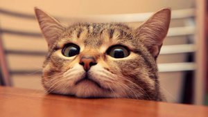 kotik.jpg (4619 просмотров) <a class='original' href='./download/file.php?id=165169&mode=view' target=_blank>Загрузить оригинал (30.74 КБ)</a>