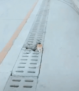 гифки-Котята-5329922.gif (3527 просмотров) <a class='original' href='./download/file.php?id=166588&mode=view' target=_blank>Загрузить оригинал (13.46 МБ)</a>