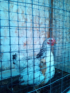 двуглавая птица.jpg (2682 просмотра) <a class='original' href='./download/file.php?id=170278&mode=view' target=_blank>Загрузить оригинал (4.98 МБ)</a>