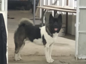 IMG_20191203_185751.jpg (4268 просмотров) <a class='original' href='./download/file.php?id=172951&mode=view' target=_blank>Загрузить оригинал (1.72 МБ)</a>