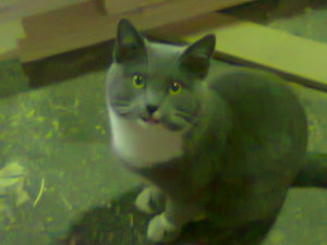 Фото0319.jpg (17744 просмотра) <a class='original' href='./download/file.php?id=18274&mode=view' target=_blank>Загрузить оригинал (161.56 КБ)</a>