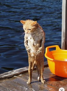 10685.jpg (3764 просмотра) <a class='original' href='./download/file.php?id=184726&mode=view' target=_blank>Загрузить оригинал (252.11 КБ)</a>