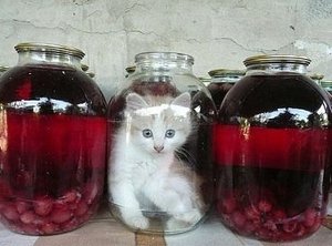 getImage (40).jpg (2220 просмотров) <a class='original' href='./download/file.php?id=18685&mode=view' target=_blank>Загрузить оригинал (26.09 КБ)</a>