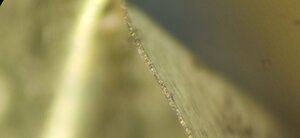 IMG_20210401_204338.jpg (1035 просмотров) <a class='original' href='./download/file.php?id=194125&mode=view' target=_blank>Загрузить оригинал (2.03 МБ)</a>