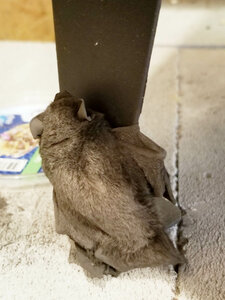 2019-08-11 15-56-08.jpg (77457 просмотров) <a class='original' href='./download/file.php?id=194720&mode=view' target=_blank>Загрузить оригинал (221.8 КБ)</a>