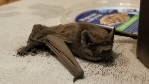 2019-08-11 15-53-01.jpg (77457 просмотров) <a class='original' href='./download/file.php?id=194721&mode=view' target=_blank>Загрузить оригинал (164.8 КБ)</a>