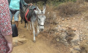 IMAG0596.jpg (2067 просмотров) <a class='original' href='./download/file.php?id=19568&mode=view' target=_blank>Загрузить оригинал (1.37 МБ)</a>