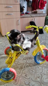 IMG-20211116-WA0006.jpg (4150 просмотров) <a class='original' href='./download/file.php?id=199640&mode=view' target=_blank>Загрузить оригинал (164.78 КБ)</a>