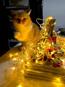 2021-12-30 21.16.47.jpg (739 просмотров) <a class='original' href='./download/file.php?id=200885&mode=view' target=_blank>Загрузить оригинал (1.28 МБ)</a>