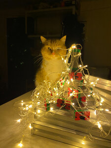 2021-12-30 21.14.47.jpg (739 просмотров) <a class='original' href='./download/file.php?id=200886&mode=view' target=_blank>Загрузить оригинал (1.05 МБ)</a>