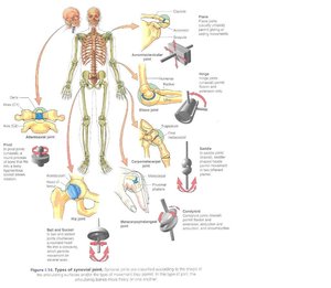 шарниры в человеческом теле (16525 просмотров) <a class='original' href='./download/file.php?id=2030&mode=view' target=_blank>Загрузить оригинал (99.85 КБ)</a>