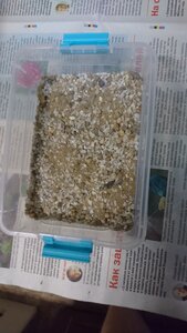 DSC_0199.JPG (2697 просмотров) <a class='original' href='./download/file.php?id=204077&mode=view' target=_blank>Загрузить оригинал (3.26 МБ)</a>