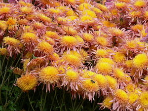 022.jpg (2201 просмотр) <a class='original' href='./download/file.php?id=21289&mode=view' target=_blank>Загрузить оригинал (136.04 КБ)</a>