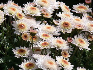 017.jpg (2201 просмотр) <a class='original' href='./download/file.php?id=21290&mode=view' target=_blank>Загрузить оригинал (123.44 КБ)</a>