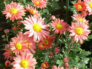 018.jpg (2201 просмотр) <a class='original' href='./download/file.php?id=21291&mode=view' target=_blank>Загрузить оригинал (137.19 КБ)</a>