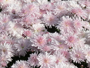 019.jpg (2201 просмотр) <a class='original' href='./download/file.php?id=21292&mode=view' target=_blank>Загрузить оригинал (116.52 КБ)</a>